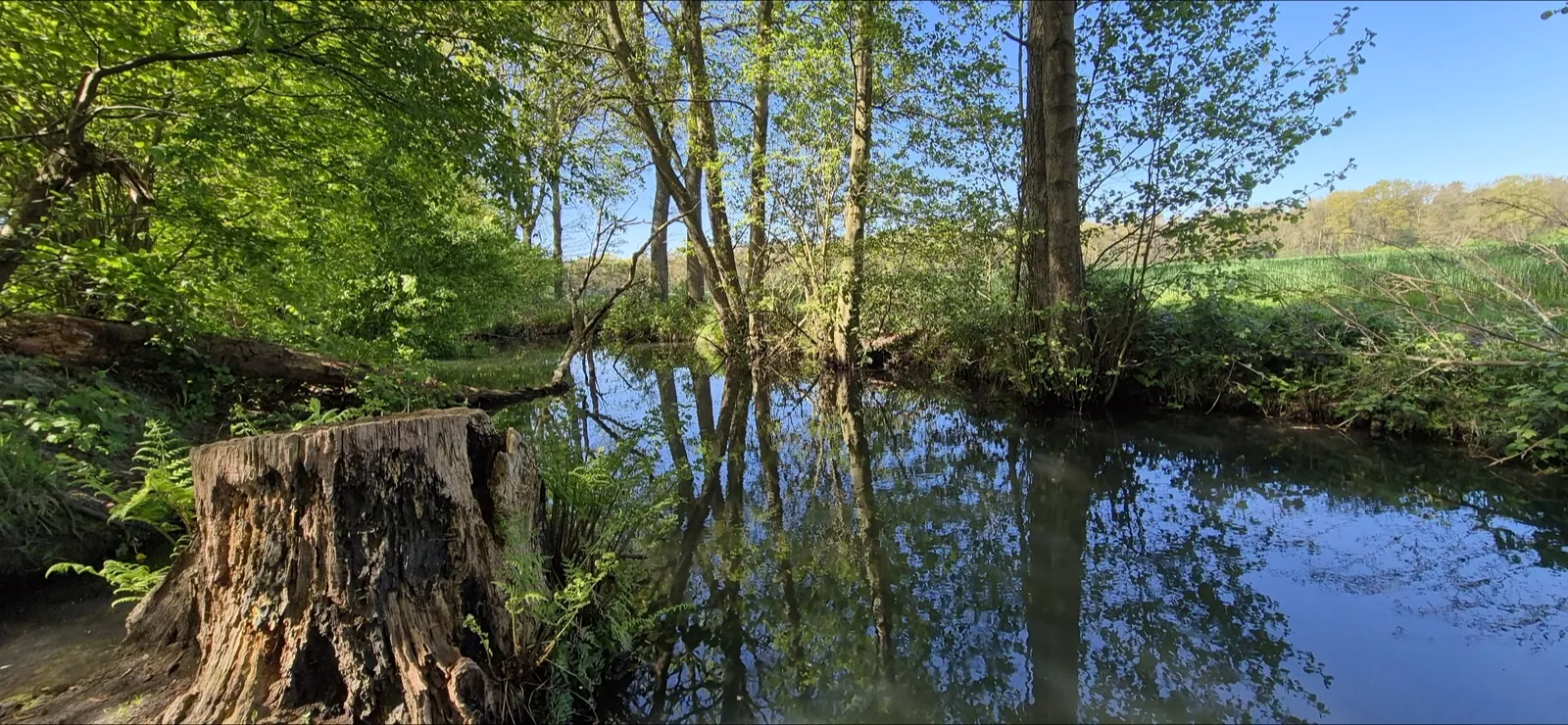 Ven met spiegelend water in natuurgebied Hageven–De Plateaux